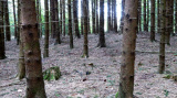 Tumulus 3